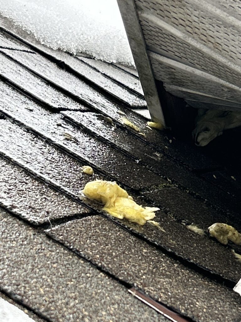 Wildlife Removal Hampshire IL - AquaText Inc. 5 Raccoon roof damage