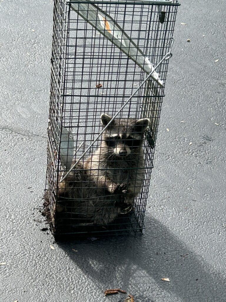 Wildlife Removal Hampshire IL - AquaText Inc. 6 Humane Raccoon Trap