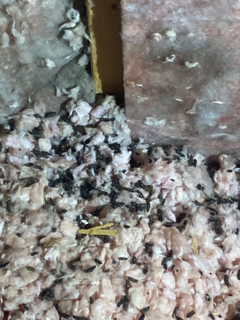 Wildlife Removal Hampshire IL - AquaText Inc. 4 Bat guano cleanup